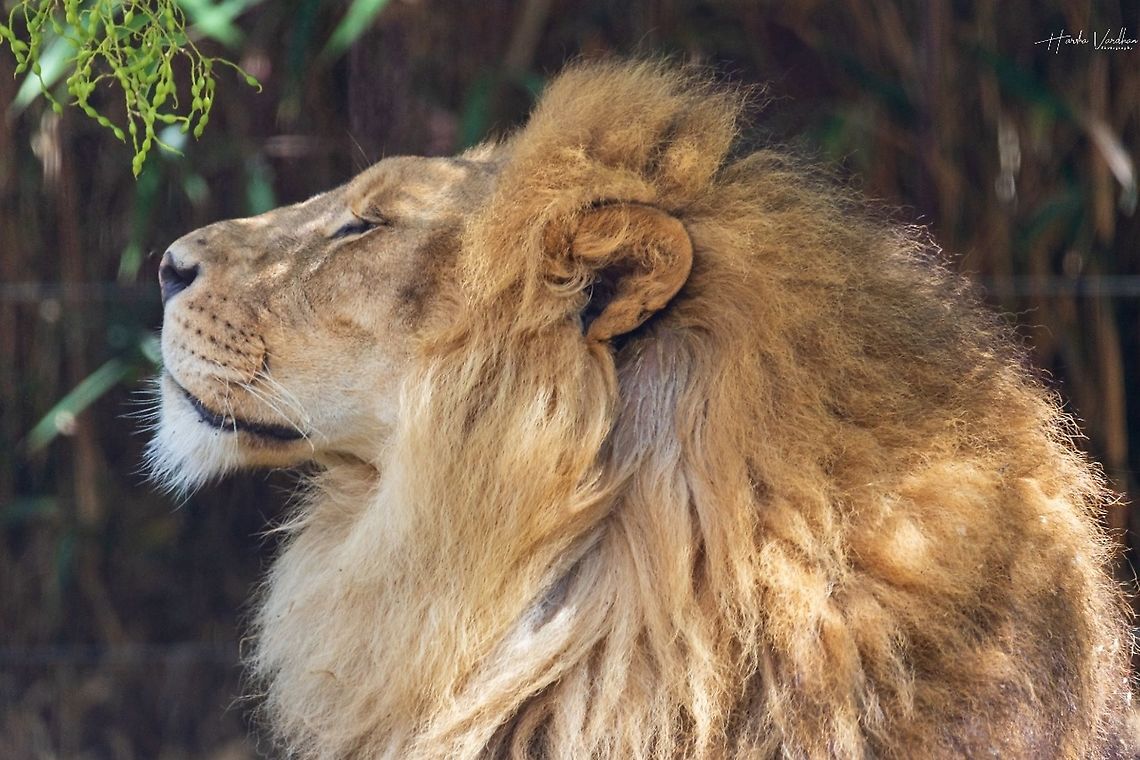 how is my hairstyle? ion - Panthera leo France,Geotagged,Lion,Panthera leo