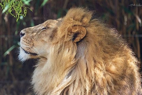 how is my hairstyle? ion - Panthera leo France,Geotagged,Lion,Panthera leo
