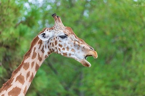 Northern giraffe - Giraffa camelopardalis Northern giraffe - Giraffa camelopardalis France,Geotagged,Giraffa camelopardalis,Northern Giraffe