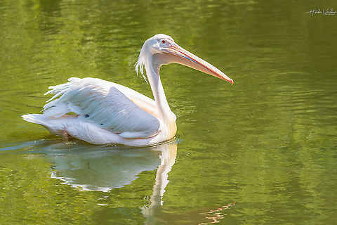 Great white pelican - Pelecanus onocrotalus - Grand pélican blanc  France,Geotagged,Great white pelican,Pelecanus onocrotalus,Summer