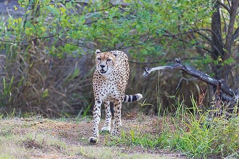 Cheetah - Guépard - Acinonyx jubatus  Acinonyx jubatus,Cheetah,France,Geotagged