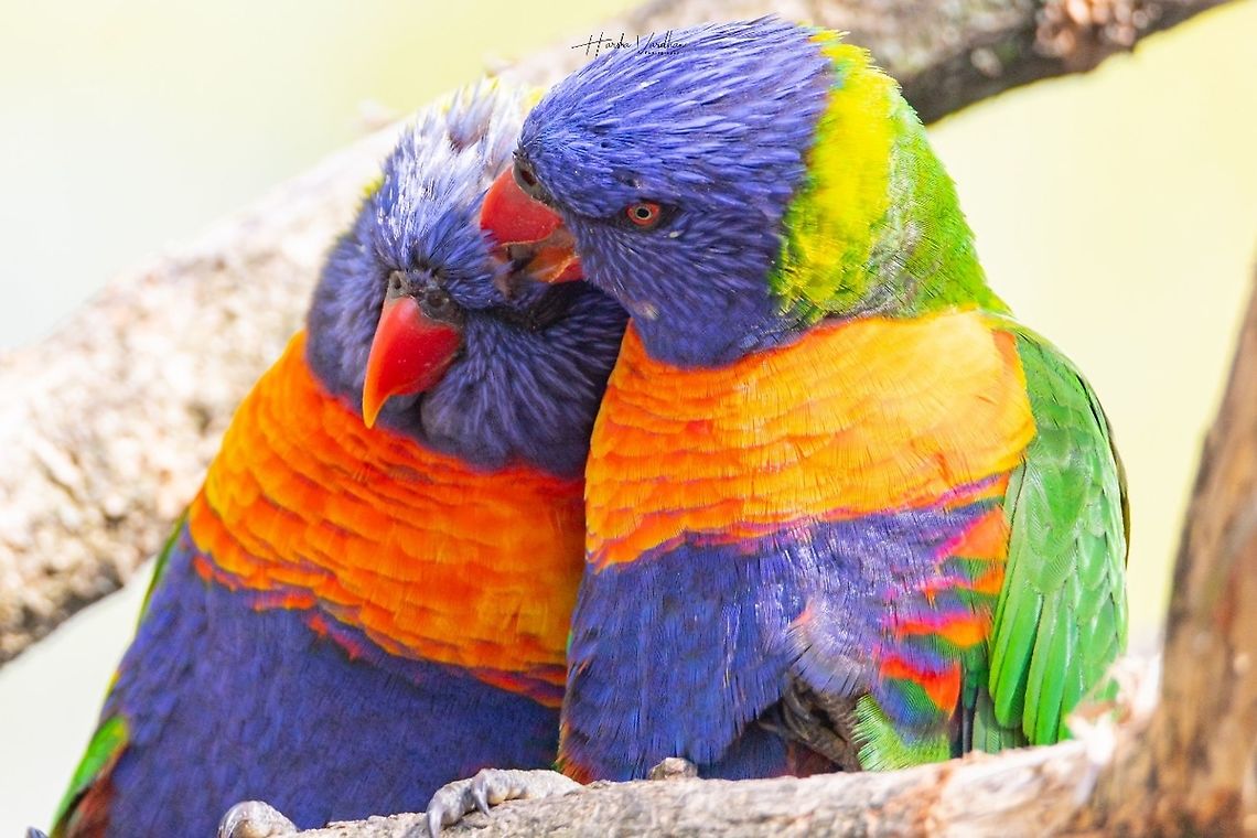 Rainbow lorikeet - Trichoglossus moluccanus- kiss  France,Geotagged,Rainbow lorikeet,Trichoglossus moluccanus