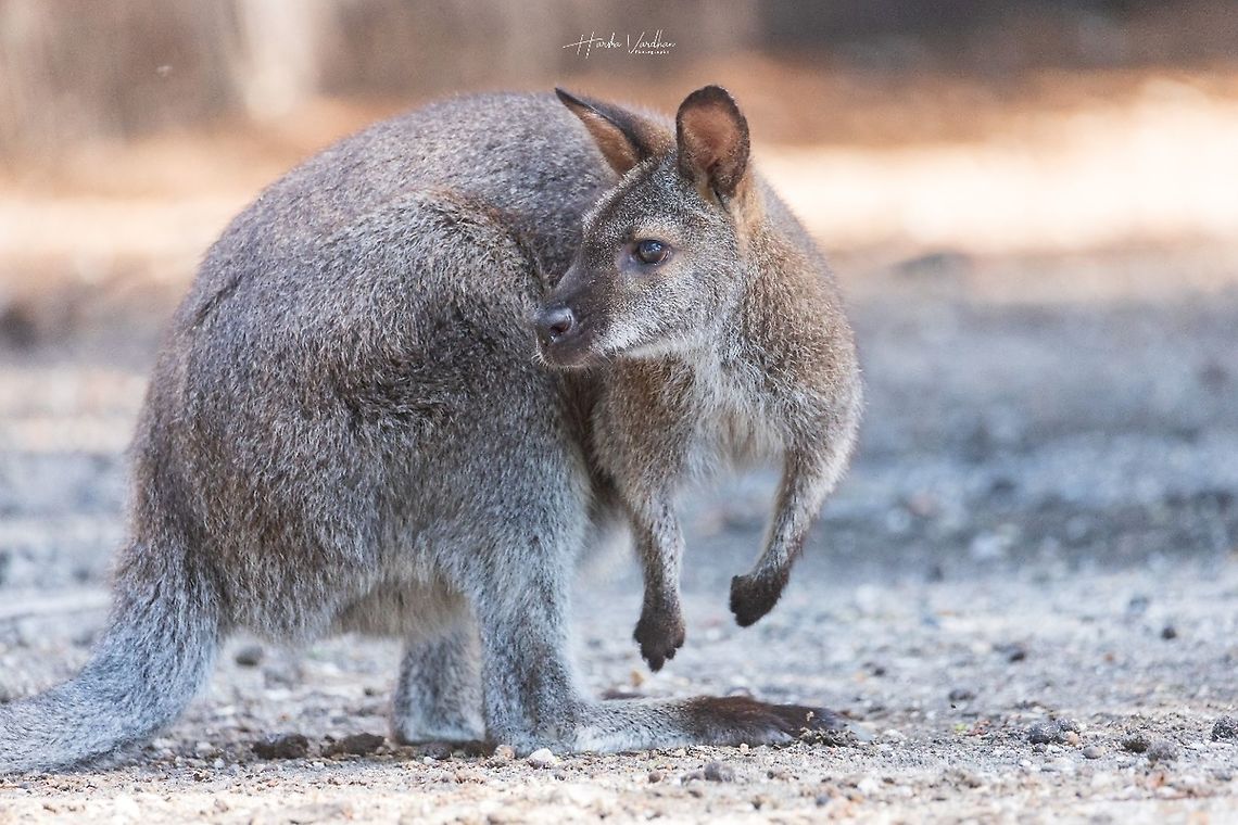 Red-necked wallaby- WALLABY DE BENNETT - MACROPUS RUFOGRISEUS &copy; Harsha Photography. All rights reserved.<br />
Please share if you like . France,Macropus rufogriseus,Red-necked wallaby orBennetts wallaby,animal,australia,australian,baby,background,brown,cute,forest,fur,furry,grass,habitat,hair,joey,kangaroo,male,mammal