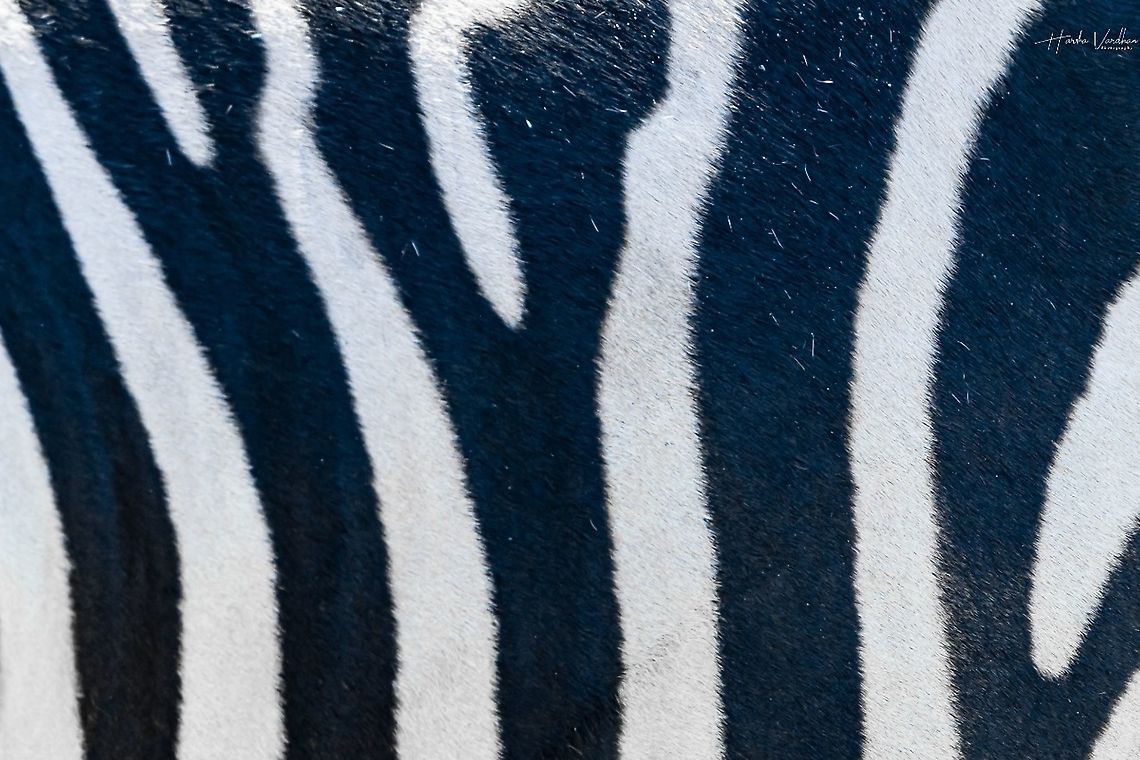 Black and white zebra pattern  Equus quagga,France,Geotagged,Plains zebra