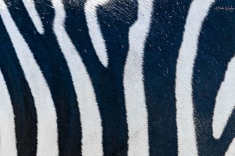 Black and white zebra pattern  Equus quagga,France,Geotagged,Plains zebra