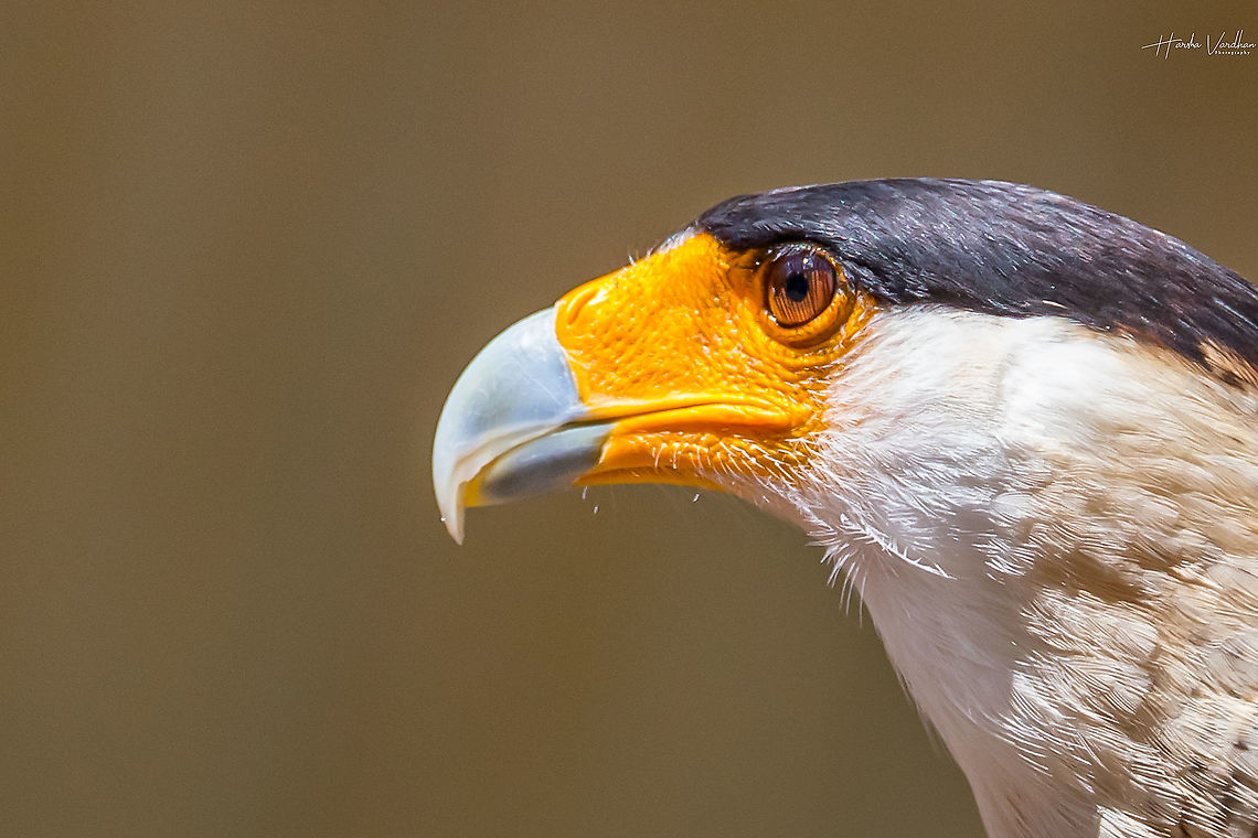 Southern Crested Caracara - Caracara plancus  Caracara plancus,France,Geotagged,Southern Crested Caracara,Summer