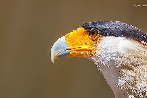 Southern Crested Caracara - Caracara plancus  Caracara plancus,France,Geotagged,Southern Crested Caracara,Summer