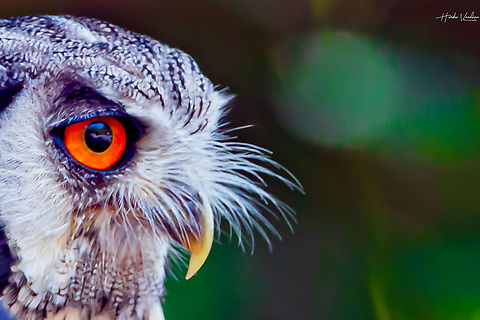 Northern white-faced owl - Ptilopsis leucotis - Petit duc &agrave; face blanche  France,Geotagged,Northern white-faced owl,Ptilopsis leucotis,Summer