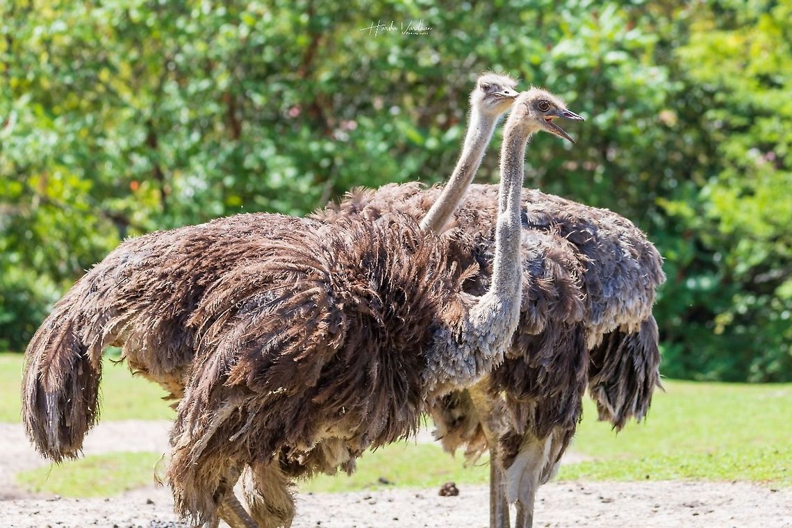 Common ostrich (Autruche d'Afrique) - Struthio camelus  France,Geotagged,Ostrich,Struthio camelus