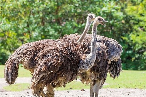 Common ostrich (Autruche d'Afrique) - Struthio camelus  France,Geotagged,Ostrich,Struthio camelus
