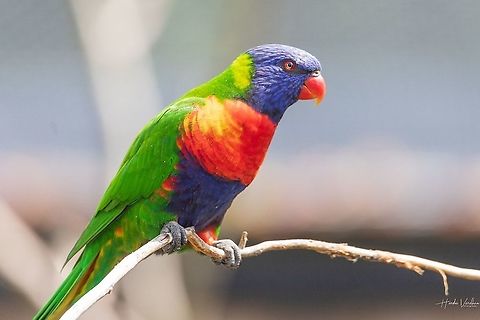 Rainbow lorikeet - Trichoglossus moluccanus  France,Geotagged,Rainbow lorikeet,Trichoglossus moluccanus