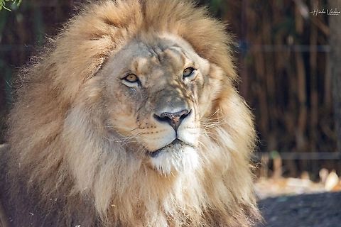 Lion - Panthera leo Lion - Panthera leo
 France,Geotagged,Lion,Panthera leo