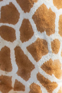 jirafee  France,Geotagged,Giraffa camelopardalis,Northern Giraffe,Summer