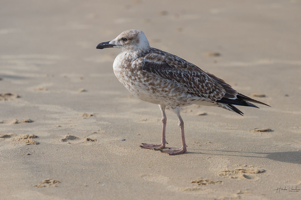 European herring gull -Larus argentatus  European Herring Gull,Fall,France,Geotagged,Larus argentatus