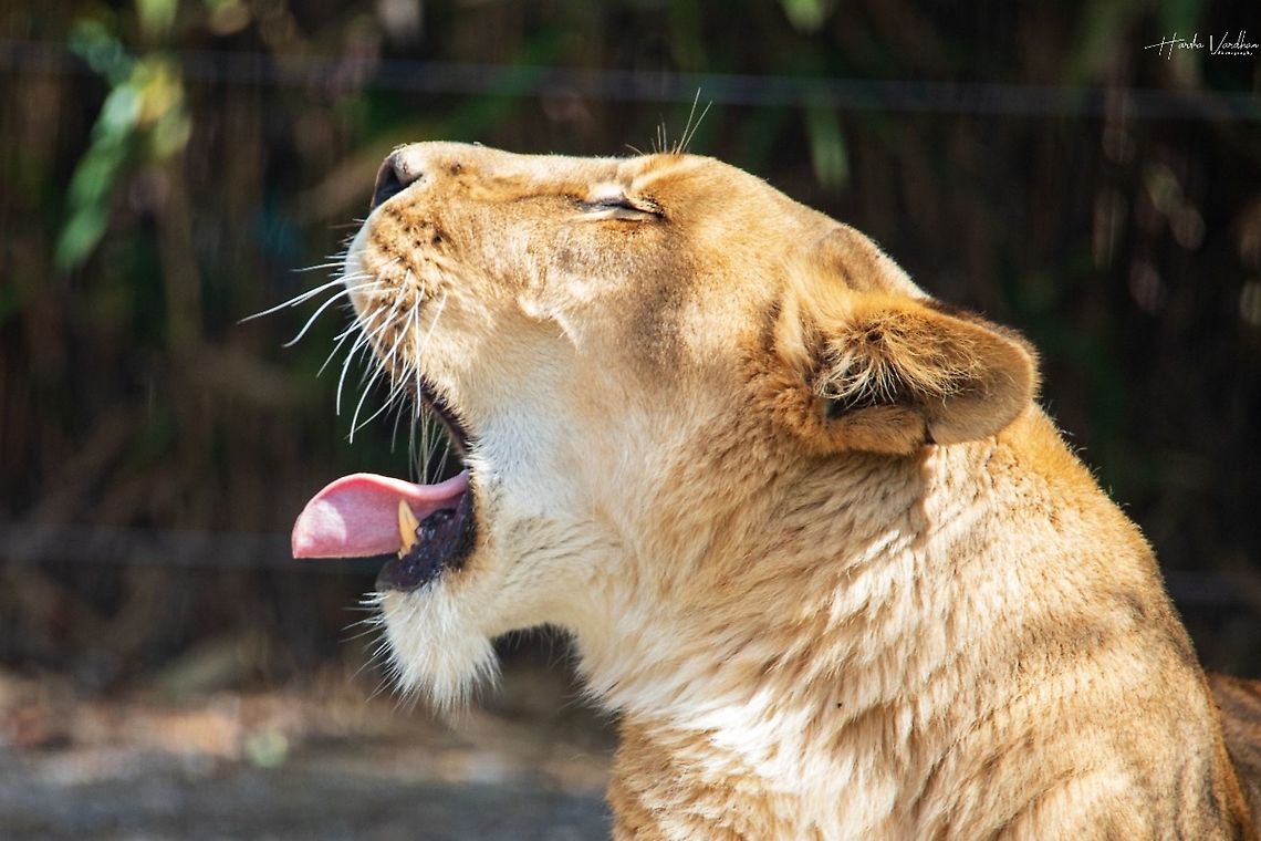 Panthera leo suffering with hot climate  France,Geotagged,Lion,Panthera leo
