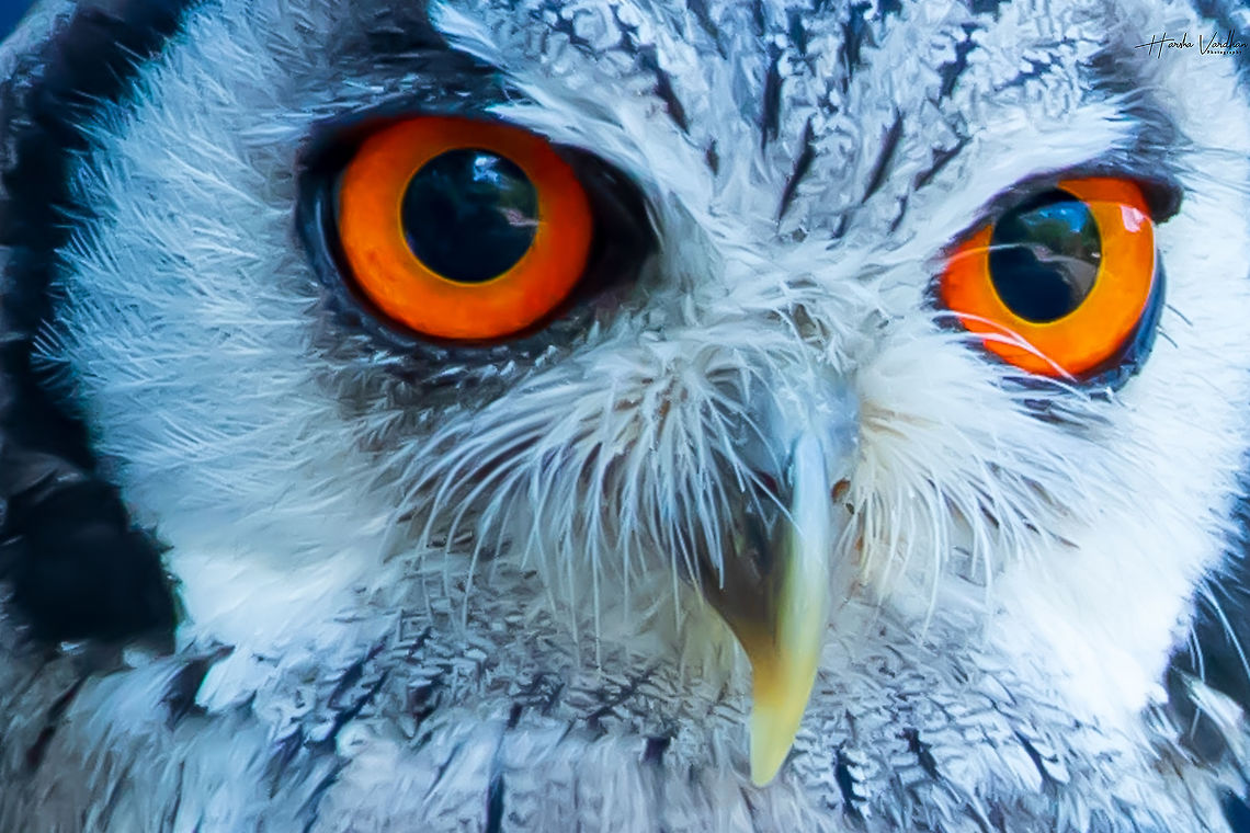 Northern white-faced owl - Ptilopsis leucotis - Petit duc à face blanche  France,Geotagged,Northern white-faced owl,Ptilopsis leucotis,Summer