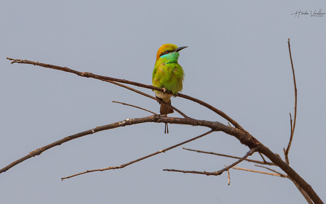 The Green bee-eater  Geotagged,Green bee-eater,India,Merops orientalis,Winter