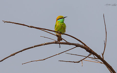 The Green bee-eater  Geotagged,Green bee-eater,India,Merops orientalis,Winter