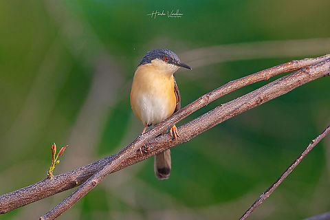 Ashy Prinia - Prinia socialis  Ashy Prinia,Geotagged,India,Prinia socialis,Winter