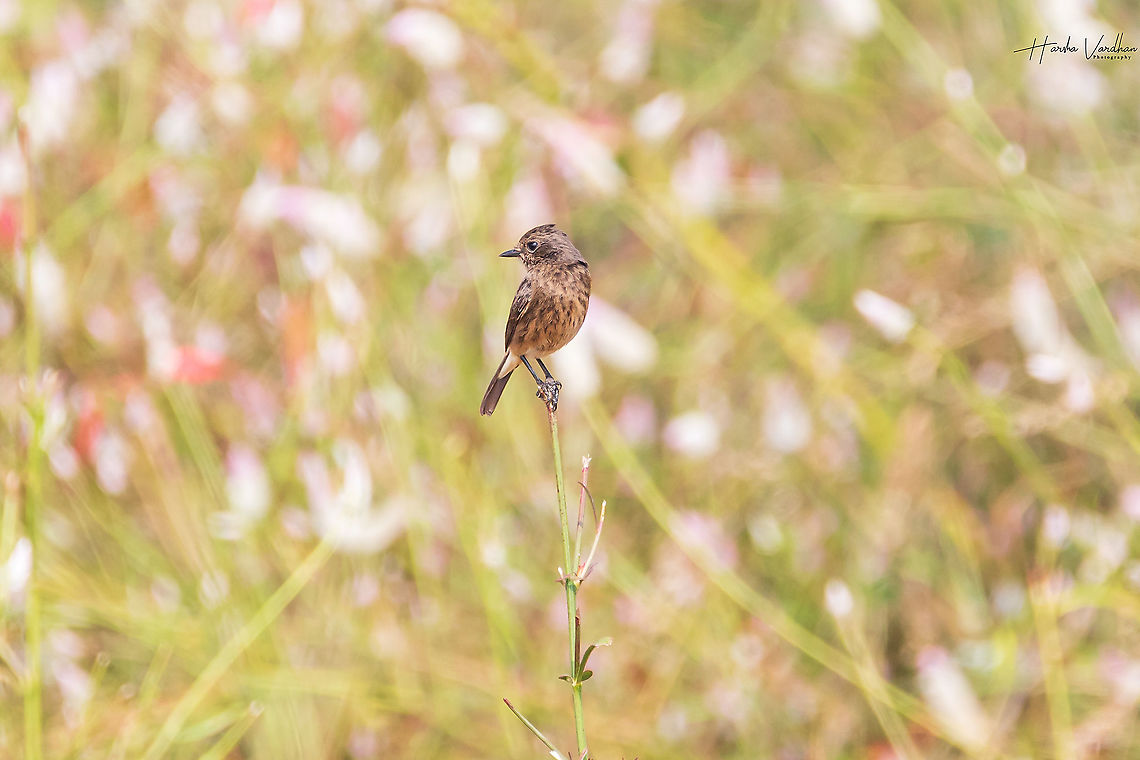 Female Pied Bushchat (Saxicola caprata)  Geotagged,India,Pied bush chat,Saxicola caprata,Winter