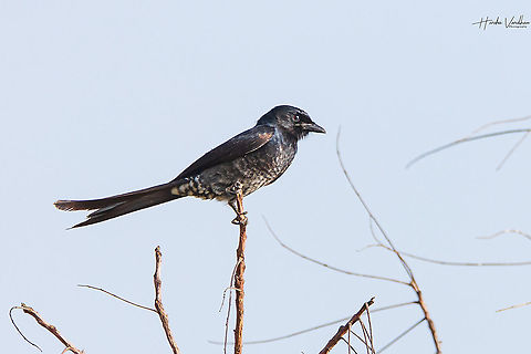 Black Drongo  Black Drongo,Dicrurus macrocercus,Geotagged,India,Winter