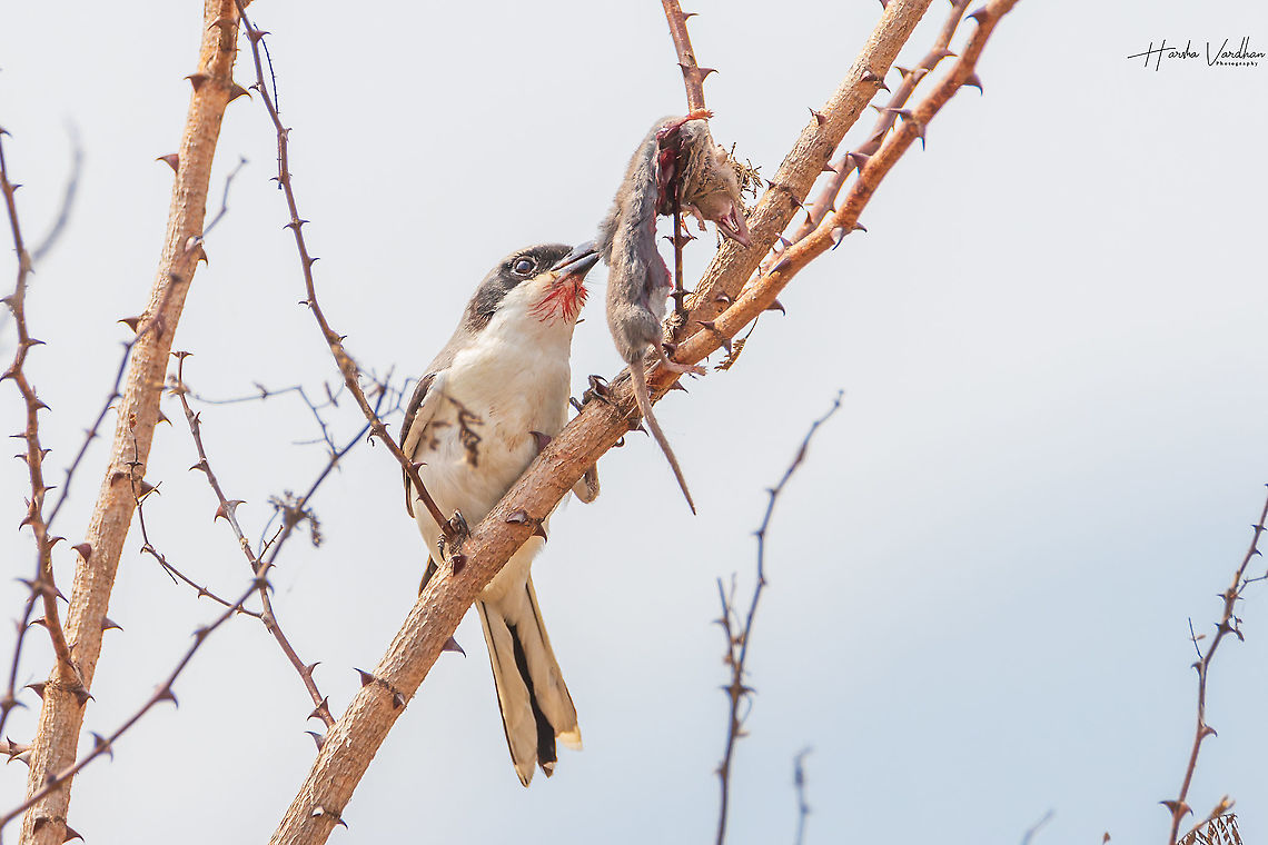 Bay backed Shrike  enjoying rat  Bay-backed shrike,Geotagged,India,Lanius vittatus,Winter
