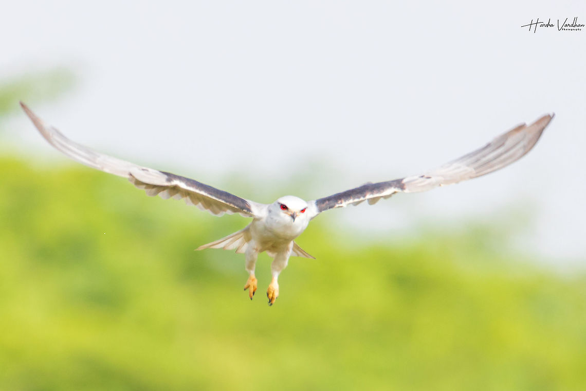 Black-winged Kite flying mode- Elanus caeruleus  Black-winged Kite,Elanus caeruleus,Geotagged,India,Winter