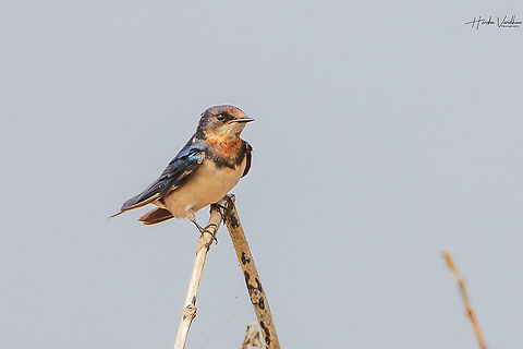 Barn Swallow  Barn Swallow,Geotagged,Hirundo rustica,India,Winter