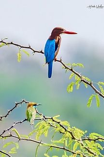 White throated kingfisher and Green bee eater in one frame  Geotagged,Halcyon smyrnensis,India,White-throated kingfisher,Winter