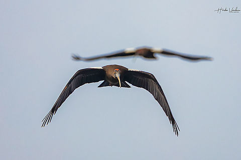 Red Naped Ibis flying mode  Geotagged,India,Pseudibis papillosa,Red-naped Ibis,Winter