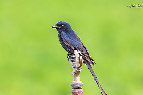 Black Drongo  Black Drongo,Dicrurus macrocercus,Geotagged,India,Winter