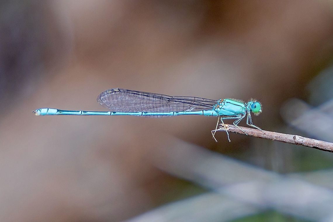 The Little Blue  Amphiallagma parvum,Geotagged,India,Little Blue,Winter