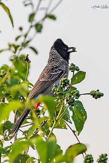 Red vented Bulbul  Geotagged,India,Pycnonotus cafer,Red-vented Bulbul,Winter