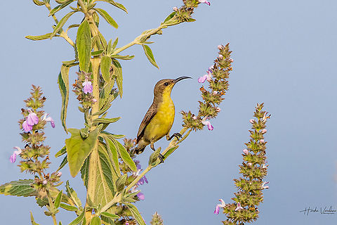 Purple sunbird female  Cinnyris asiaticus,Geotagged,India,Purple sunbird,Winter