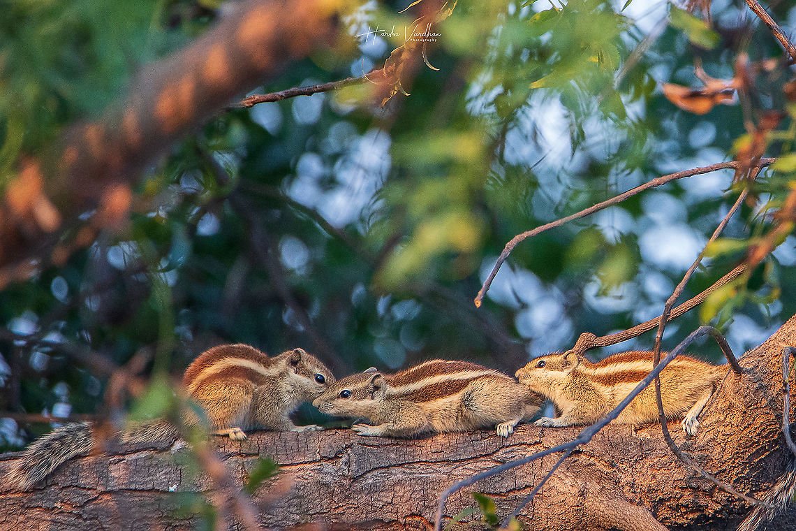 Indian palm squirrel  Funambulus palmarum,Geotagged,India,Indian palm squirrel,Winter