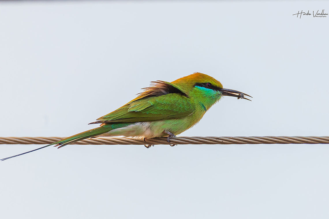 Green bee eater enjoying bee  Geotagged,Green bee-eater,India,Merops orientalis,Winter