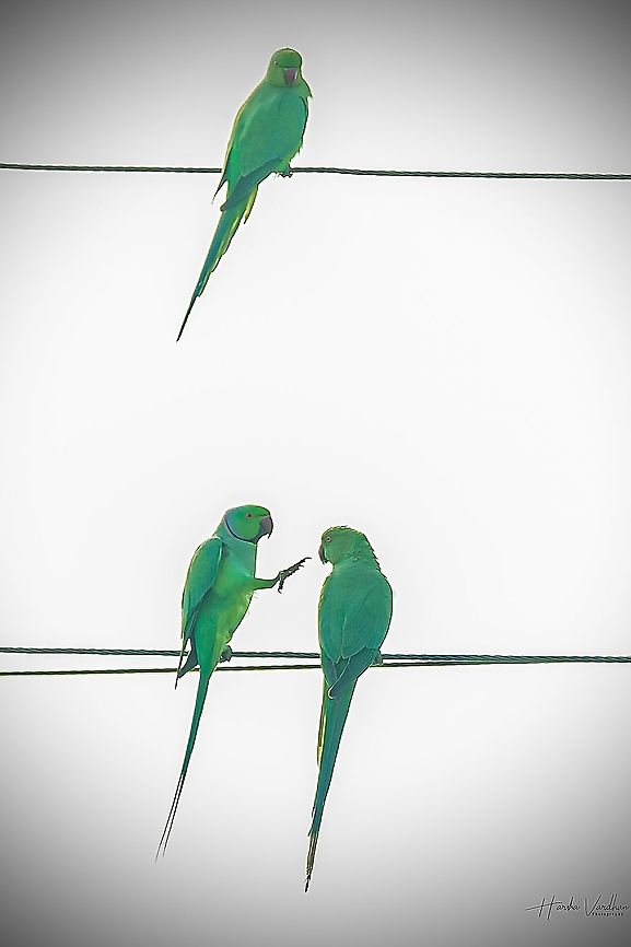 Rose ringed parakeet  Geotagged,India,Psittacula krameri,Rose-ringed parakeet,Winter