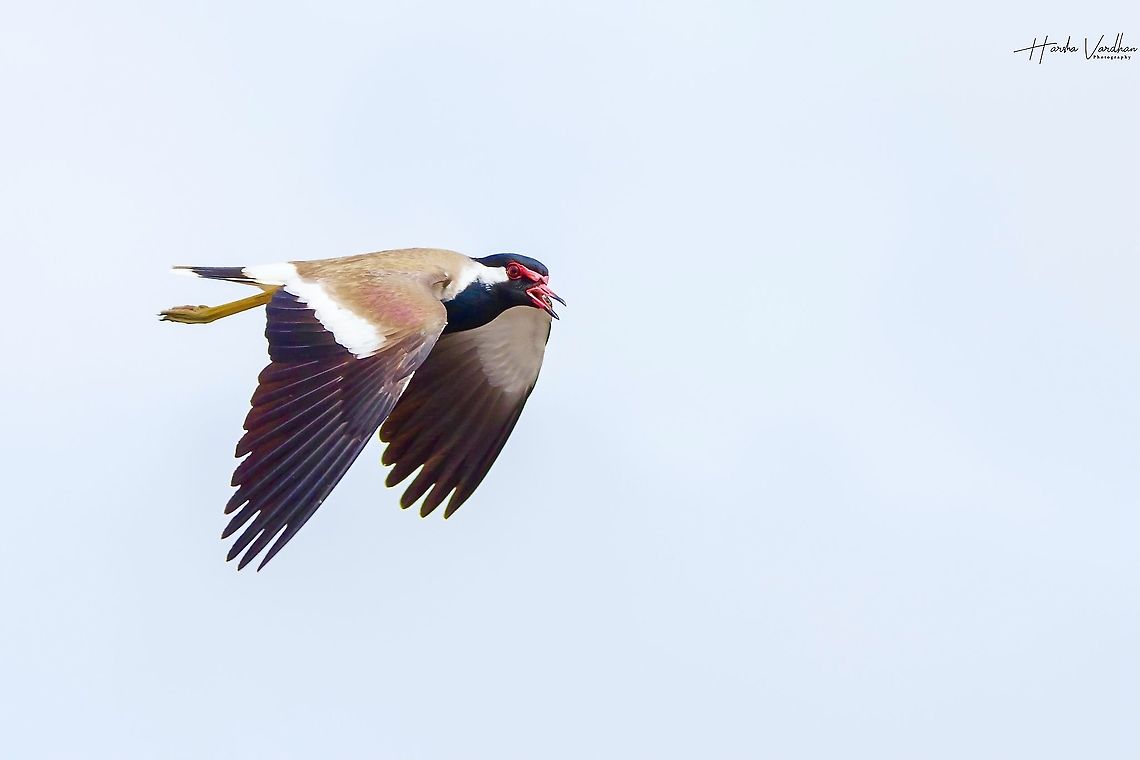 Red-wattled lapwing - Vanellus indicus  Geotagged,India,Red-wattled Lapwing,Vanellus indicus,Winter