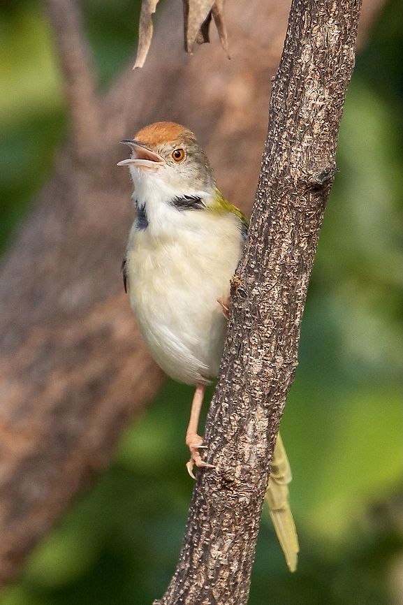 Common tailorbird - Orthotomus sutorius  Common Tailorbird,Geotagged,India,Orthotomus sutorius,Winter