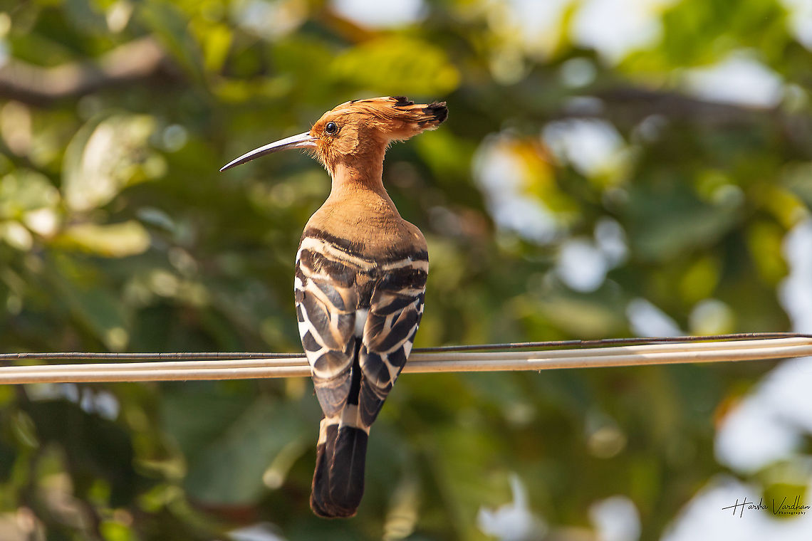 hoopoe - Upupidae beautiful portrait  Geotagged,Hoopoe,India,Upupa epops,Winter