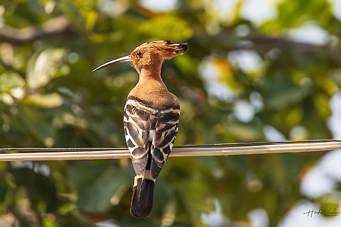 hoopoe - Upupidae beautiful portrait  Geotagged,Hoopoe,India,Upupa epops,Winter