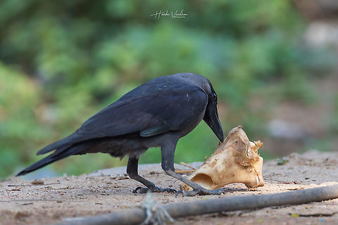 House crow found food - Corvus splendens  Corvus splendens,Geotagged,House Crow,India,Winter