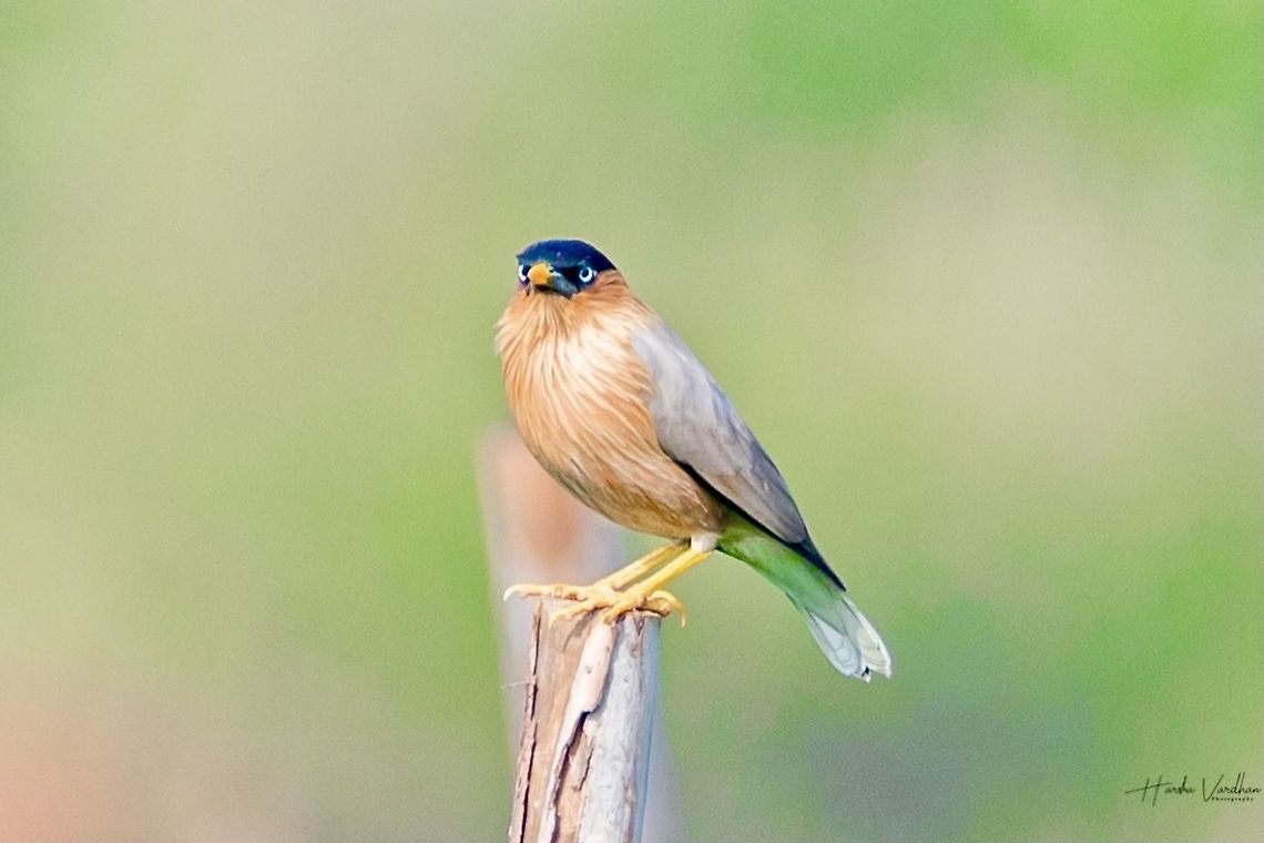 Brahminy starling- brahminy myna - Sturnia pagodarum  Brahminy Starling,Geotagged,India,Sturnia pagodarum,Winter