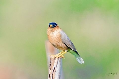 Brahminy starling- brahminy myna - Sturnia pagodarum  Brahminy Starling,Geotagged,India,Sturnia pagodarum,Winter