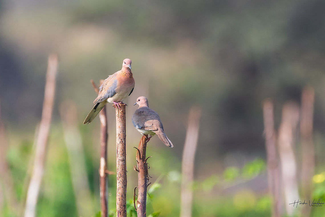 Laughing Dove - Spilopelia senegalensis  Geotagged,India,Laughing Dove,Spilopelia senegalensis,Winter
