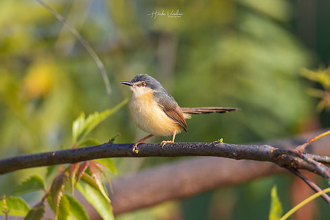 Ashy Prinia - Prinia socialis  Ashy Prinia,Geotagged,India,Prinia socialis,Winter