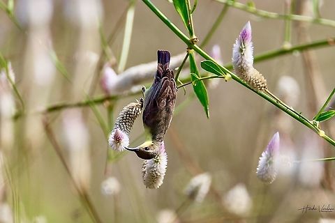 Purple sunbird female - Cinnyris asiaticus  Cinnyris asiaticus,Geotagged,India,Purple sunbird,Winter