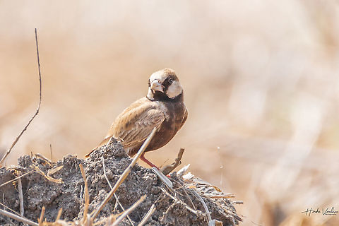 Ashy crowned sparrow lark  Ashy crowned sparrow lark,Eremopterix griseus,Geotagged,India,Winter