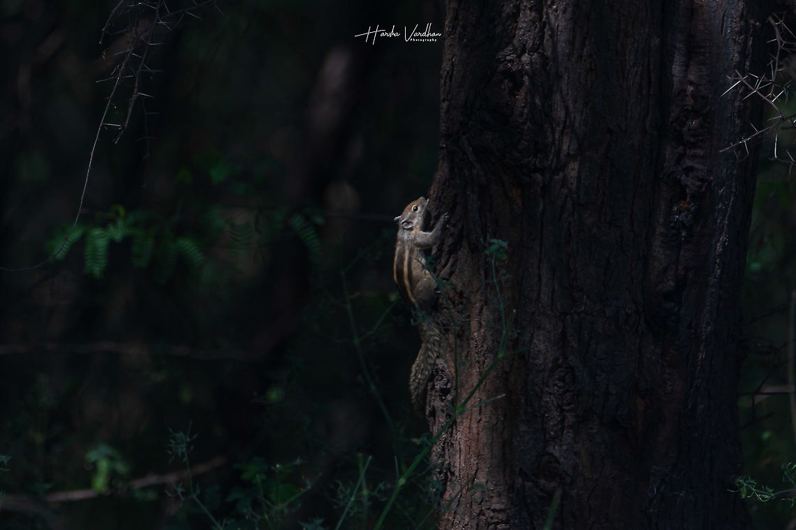 Indian palm squirrel -  Funambulus palmarum  Funambulus palmarum,Geotagged,India,Indian palm squirrel,Winter