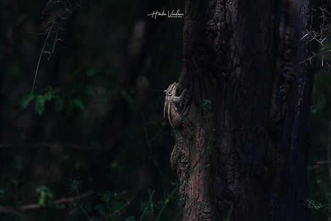 Indian palm squirrel -  Funambulus palmarum  Funambulus palmarum,Geotagged,India,Indian palm squirrel,Winter